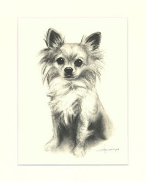 Chihuahua 03