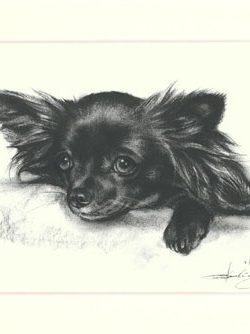 Chihuahua 04
