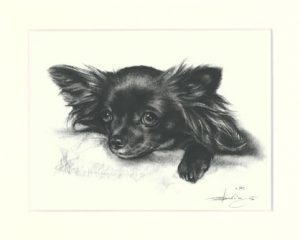 Chihuahua 04