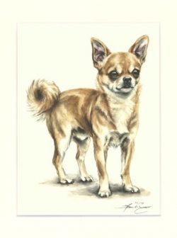 Chihuahua 05