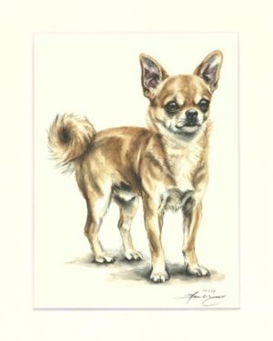 Chihuahua 05