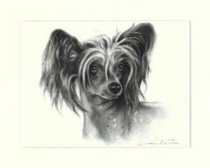 Chinese Crested 01