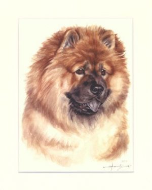 Chow Chow 01