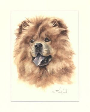 Chow Chow 02