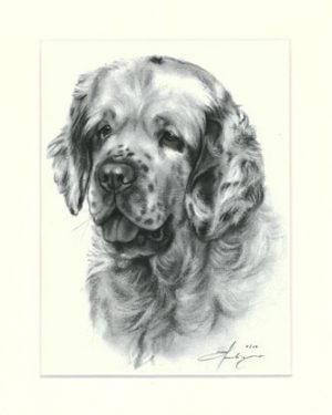 Clumber Spaniel 01