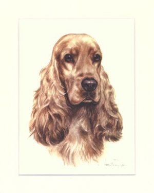 Cocker Spaniel 01