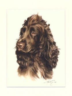 Cocker Spaniel 02