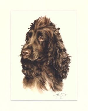Cocker Spaniel 02