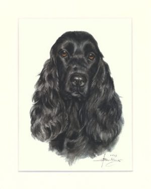 Cocker Spaniel 03