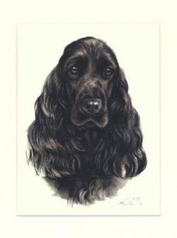Cocker Spaniel 04