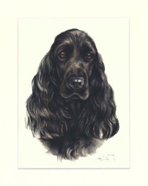 Cocker Spaniel 04