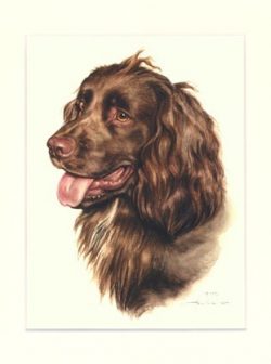 Cocker Spaniel 06