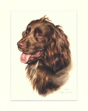 Cocker Spaniel 06