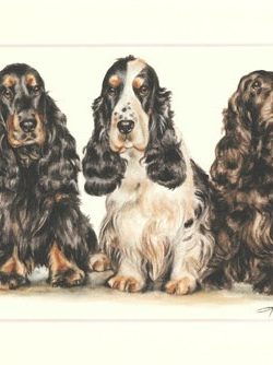 Cocker Spaniel 06