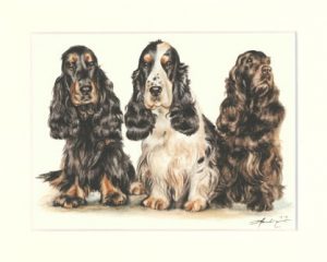 Cocker Spaniel 06
