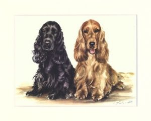 Cocker Spaniel 07