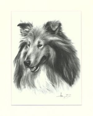 Collie 01