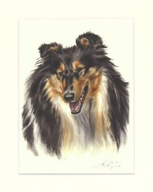 Collie 02