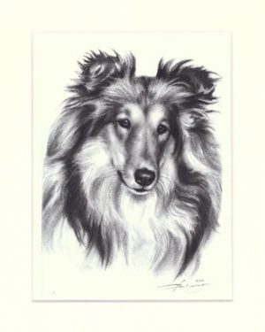 Collie 03