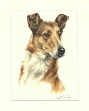 Collie 04