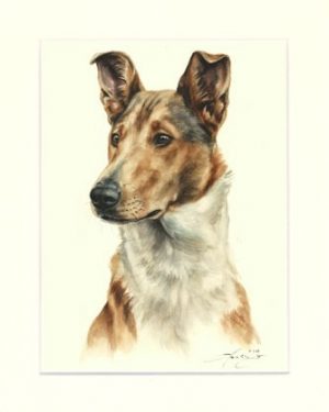 Collie 05