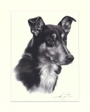 Collie 06