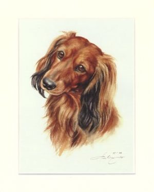 Dackel 04