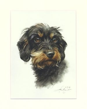Dackel 08