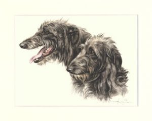Deerhound 01