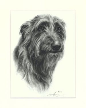 Deerhound 02