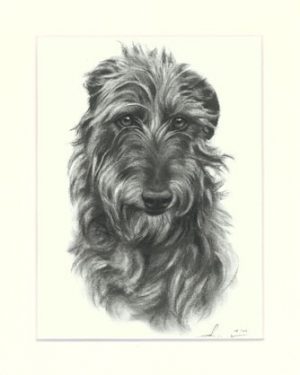 Deerhound 03