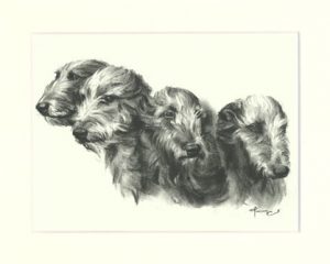Deerhound 05