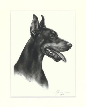 Dobermann 01