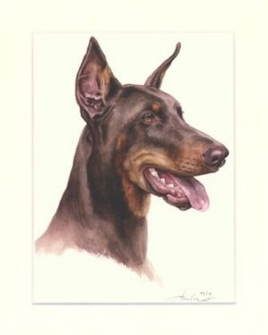 Dobermann 02