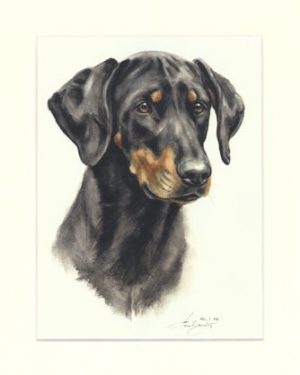 Dobermann 03