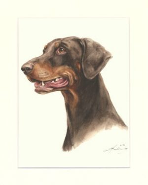 Dobermann 04