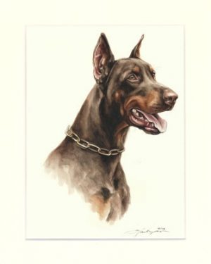 Dobermann 05