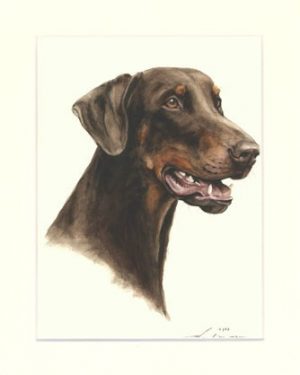 Dobermann 06