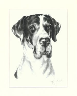 Deutsche Dogge 01