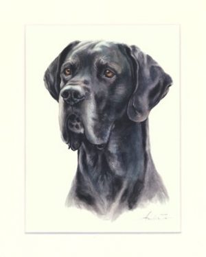 Deutsche Dogge 02