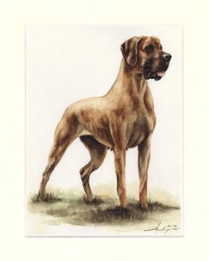 Deutsche Dogge 03