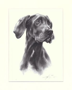 Deutsche Dogge 04