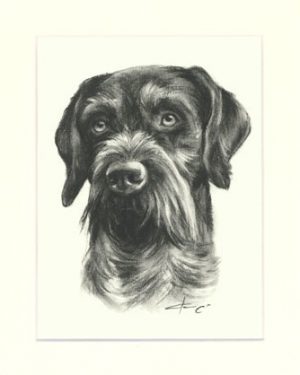 Deutsch Drahthaar 05