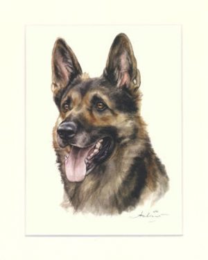 Deutscher Schäferhund 01