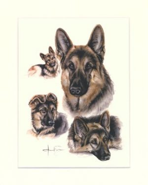 Deutscher Schäferhund 02