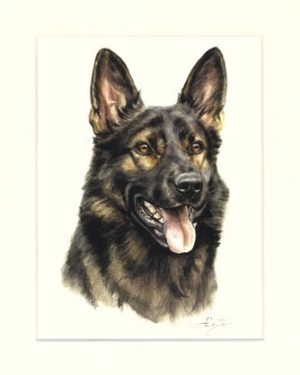Deutscher Schäferhund 03