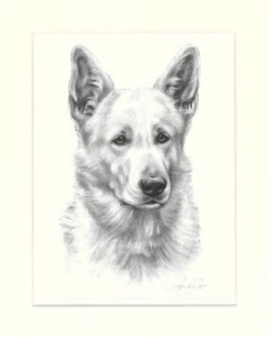 Deutscher Schäferhund 04