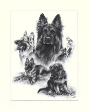 Deutscher Schäferhund 05