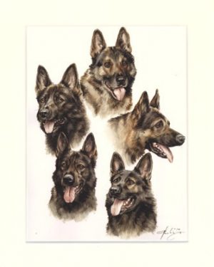 Deutscher Schäferhund 06