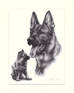 Deutscher Schäferhund 07